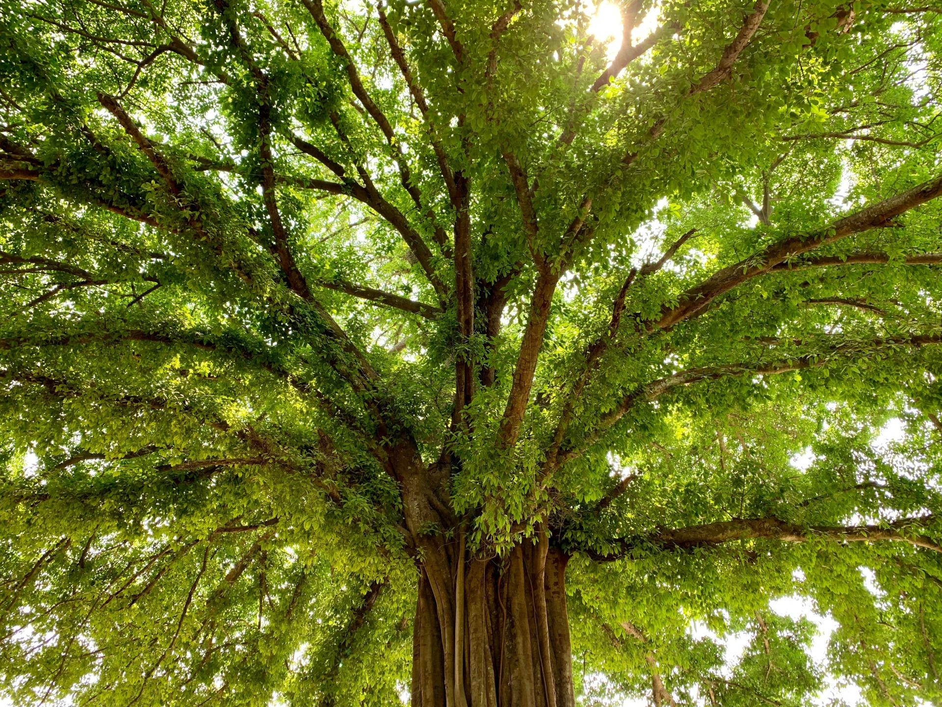 Healing Earth Retreat